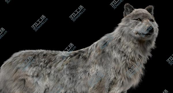 images/goods_img/20210312/White Wolf (Fur) (Rigged) 3D model/4.jpg